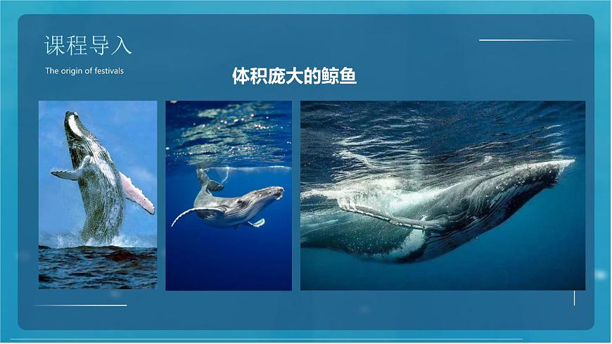 通用 学前教育 大班《活泼的小鱼儿》课件第8页