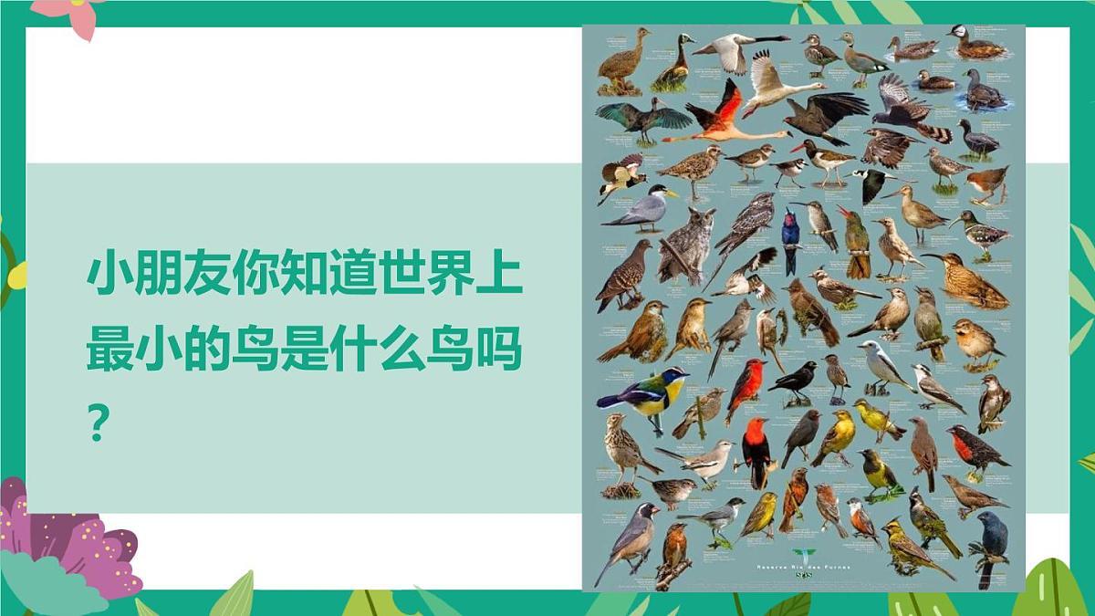 通用 学前教育 大班《森林女神-蜂鸟》课件第3页