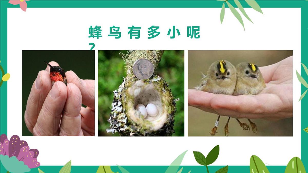 通用 学前教育 大班《森林女神-蜂鸟》课件第5页