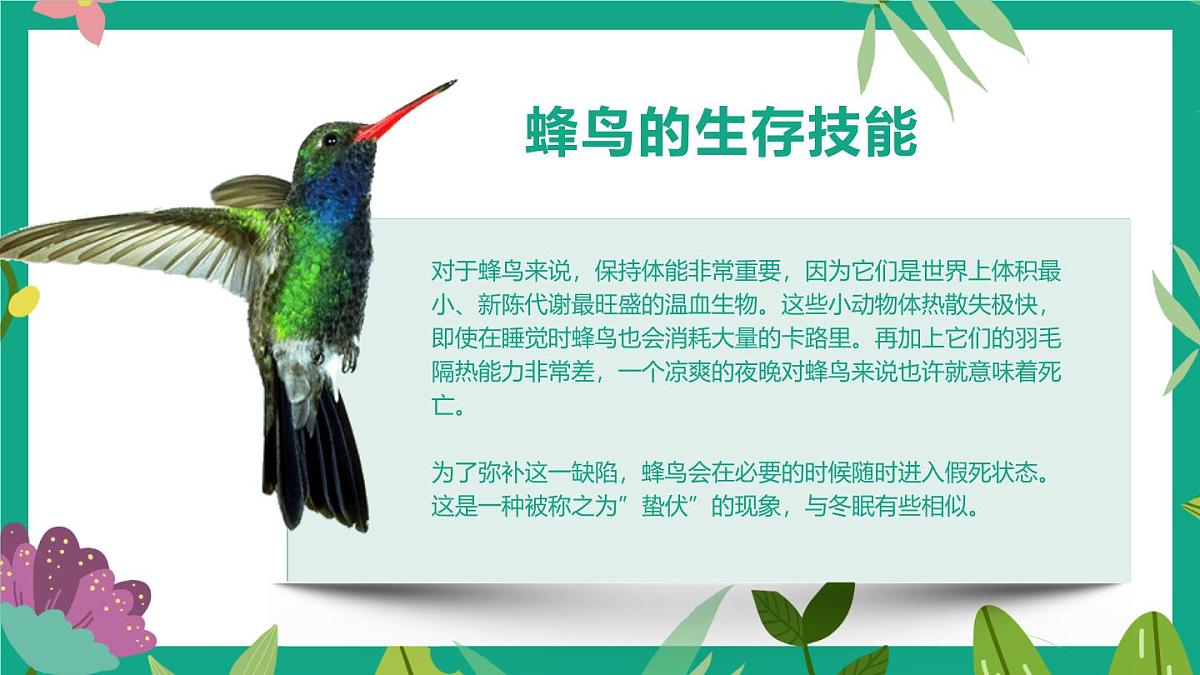 通用 学前教育 大班《森林女神-蜂鸟》课件第7页