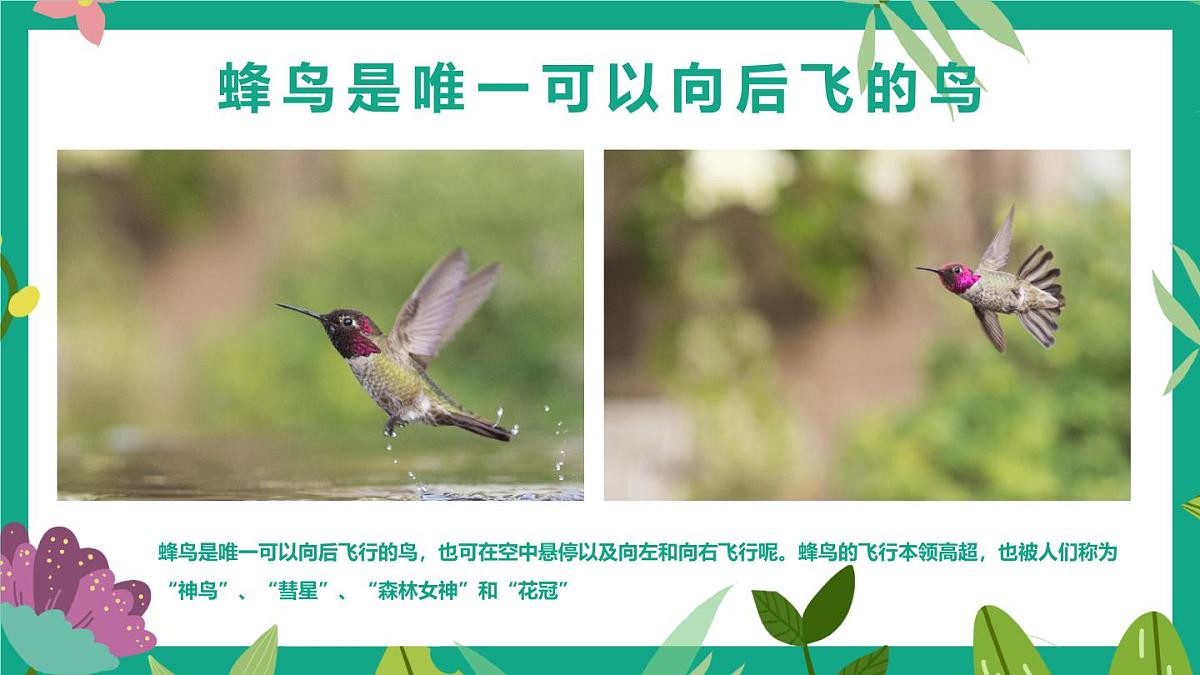 通用 学前教育 大班《森林女神-蜂鸟》课件第8页
