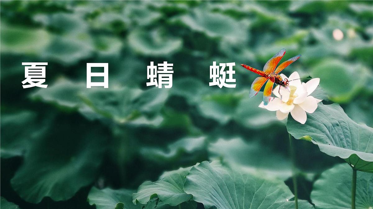 通用 学前教育 大班《夏日蜻蜓》课件第1页