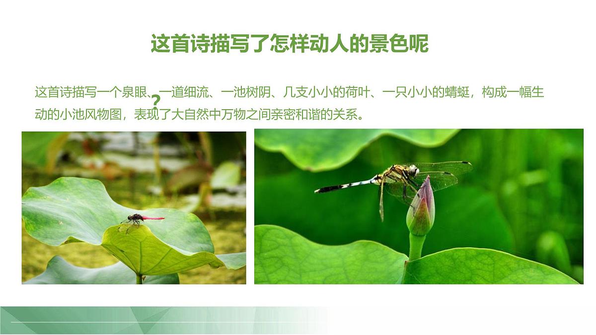 通用 学前教育 大班《夏日蜻蜓》课件第4页