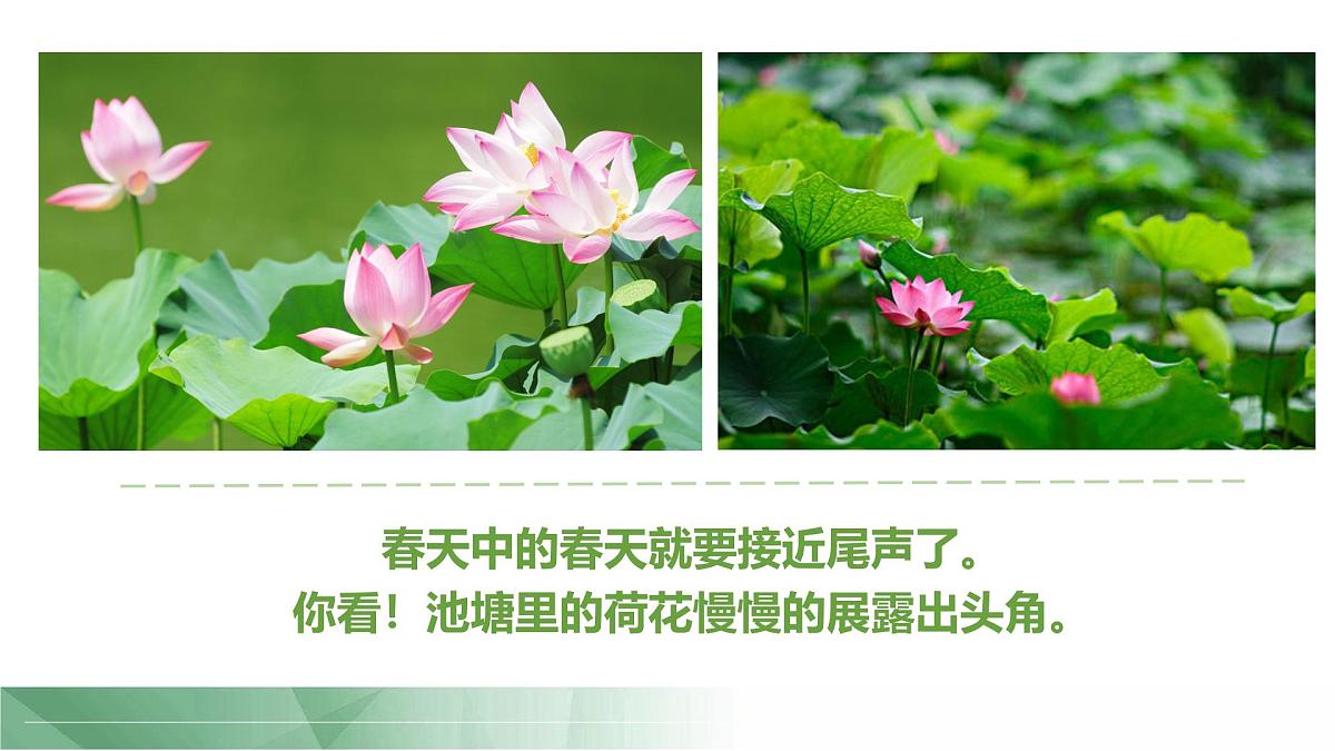 通用 学前教育 大班《夏日蜻蜓》课件第6页