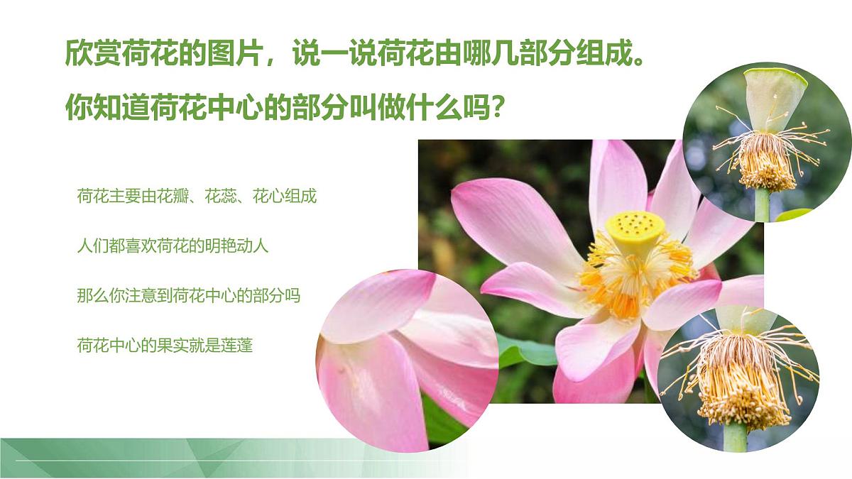 通用 学前教育 大班《夏日蜻蜓》课件第7页
