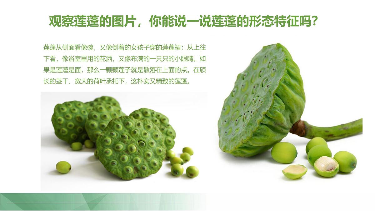 通用 学前教育 大班《夏日蜻蜓》课件第8页
