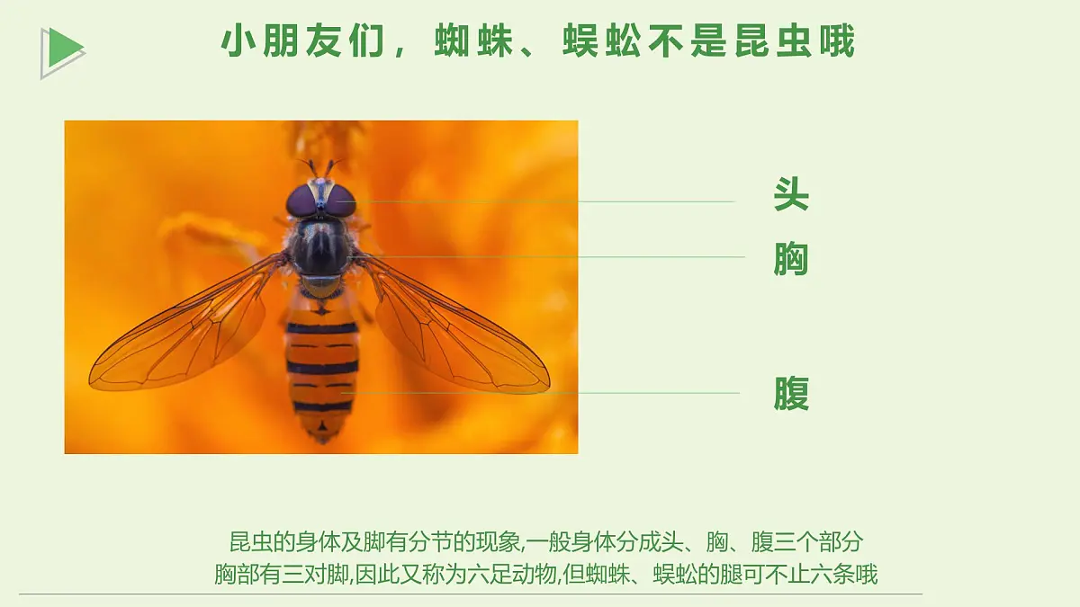 通用 学前教育 大班《探索昆虫的奇妙世界》课件第4页