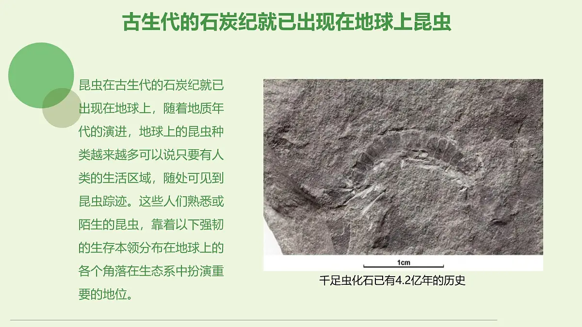 通用 学前教育 大班《探索昆虫的奇妙世界》课件第5页