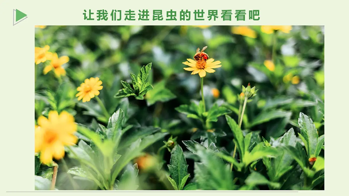 通用 学前教育 大班《探索昆虫的奇妙世界》课件第6页