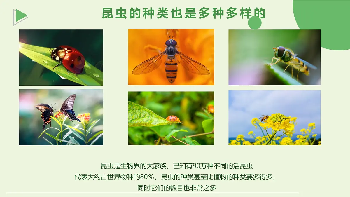 通用 学前教育 大班《探索昆虫的奇妙世界》课件第7页