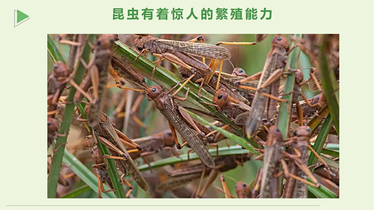 通用 学前教育 大班《探索昆虫的奇妙世界》课件第8页