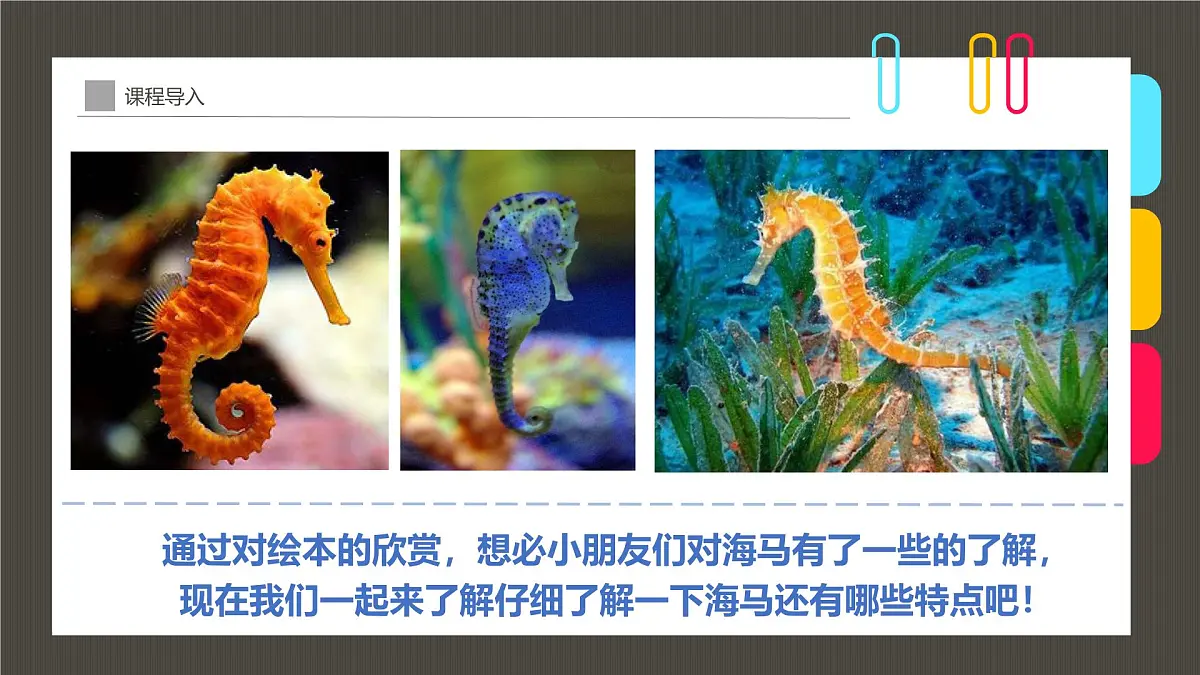 通用 学前教育 大班《珊瑚礁中的小精灵》课件第5页