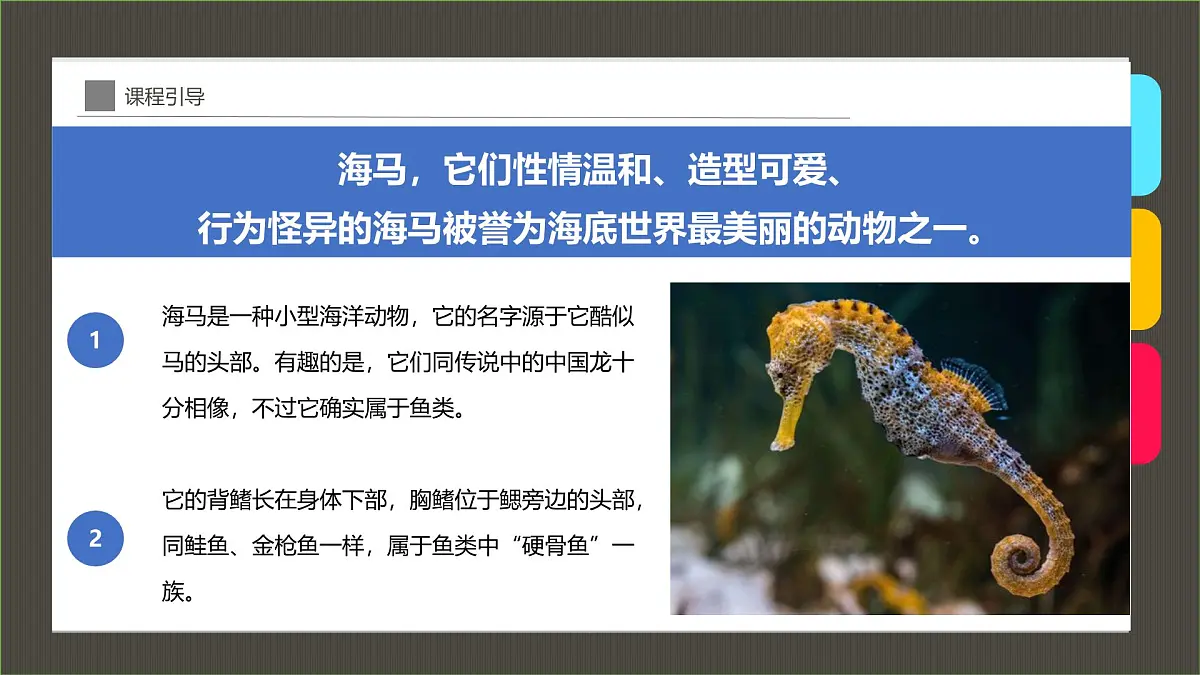 通用 学前教育 大班《珊瑚礁中的小精灵》课件第6页