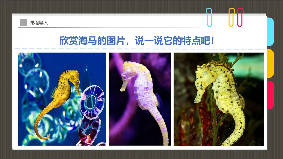 通用 学前教育 大班《珊瑚礁中的小精灵》课件第7页