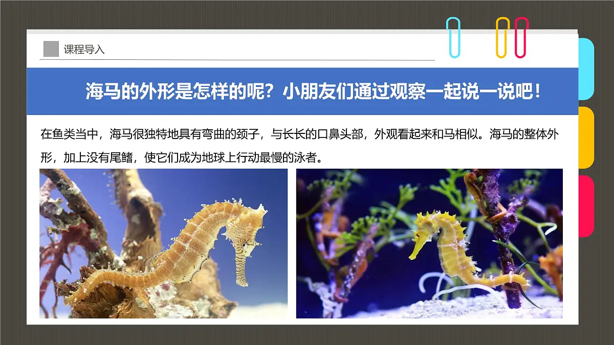 通用 学前教育 大班《珊瑚礁中的小精灵》课件第8页