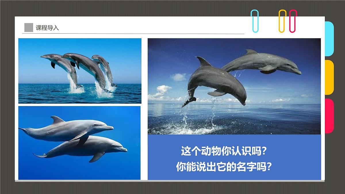 通用  学前教育  大班《夕阳下的“海上精灵”》课件第4页