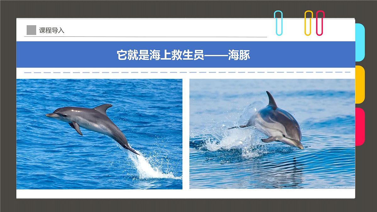 通用  学前教育  大班《夕阳下的“海上精灵”》课件第5页