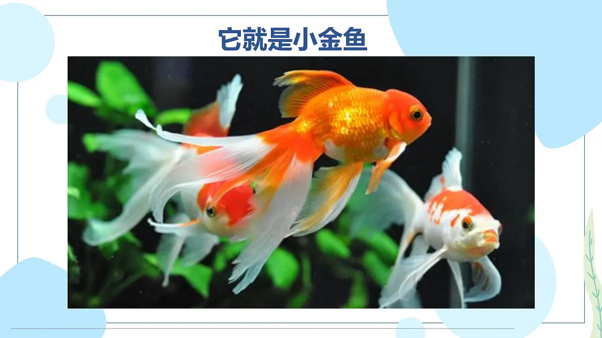通用 学前教育 大班《“水中芭蕾”小金鱼》课件第4页