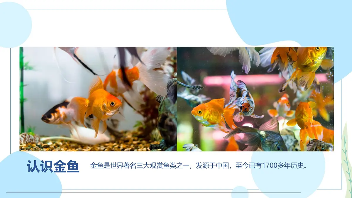 通用 学前教育 大班《“水中芭蕾”小金鱼》课件第5页