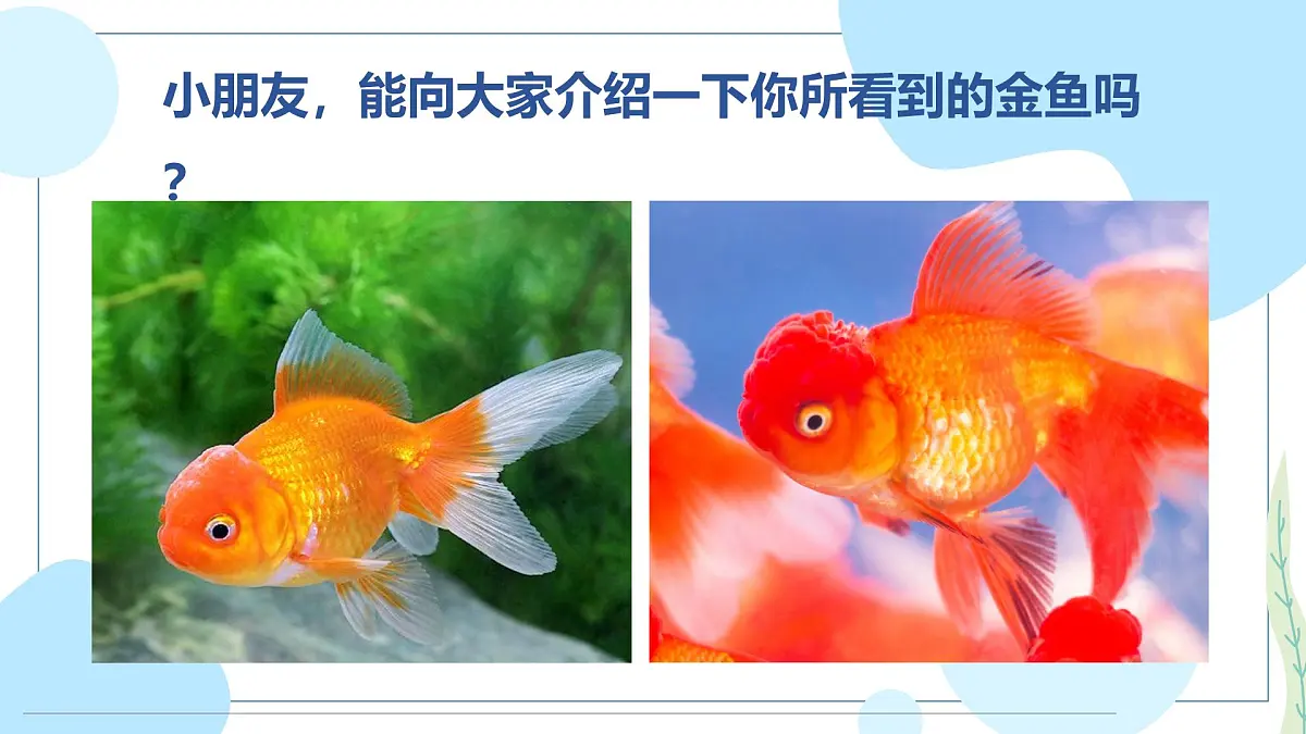 通用 学前教育 大班《“水中芭蕾”小金鱼》课件第7页