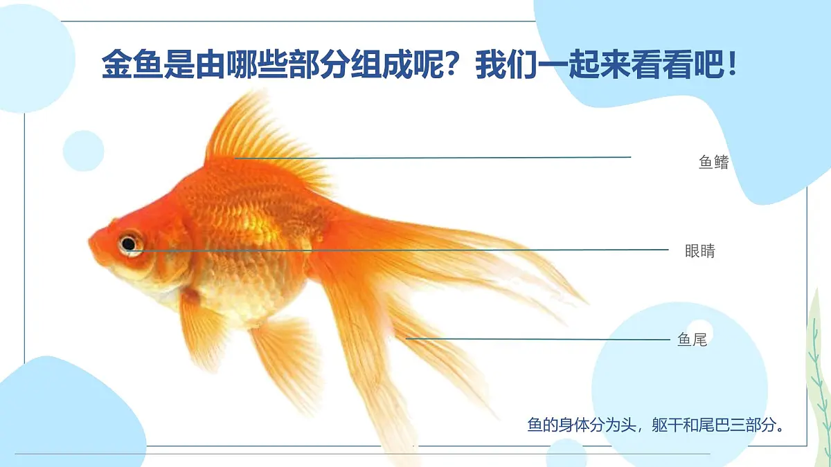 通用 学前教育 大班《“水中芭蕾”小金鱼》课件第8页