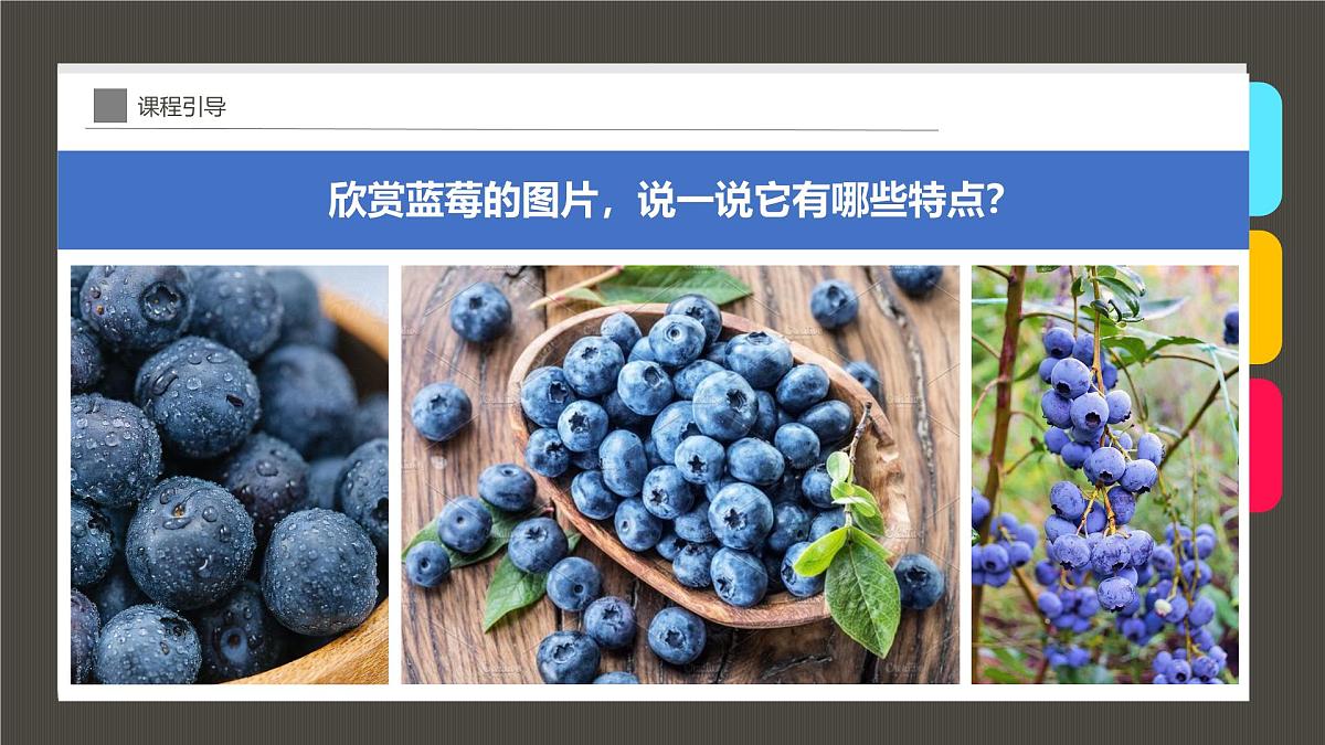 通用  学前教育  大班《植物中的“蓝精灵”》课件第7页
