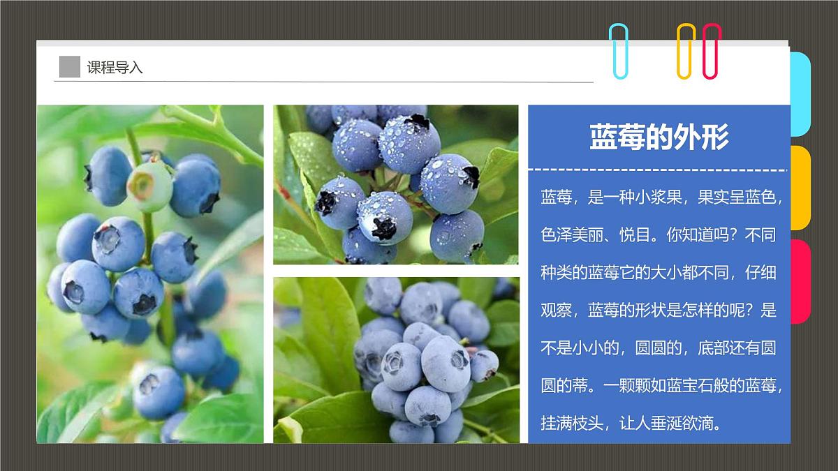 通用  学前教育  大班《植物中的“蓝精灵”》课件第8页