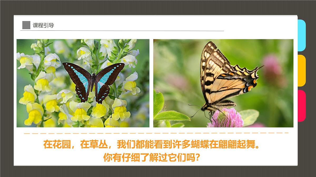 通用 学前教育 大班《童年趣事抓蝴蝶》课件第5页
