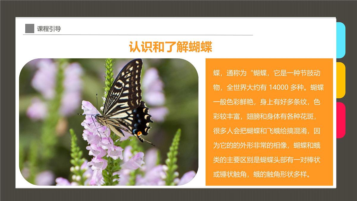 通用 学前教育 大班《童年趣事抓蝴蝶》课件第6页