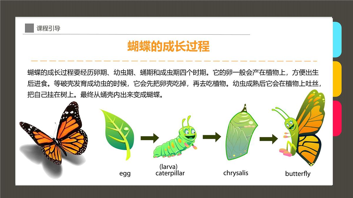 通用 学前教育 大班《童年趣事抓蝴蝶》课件第7页