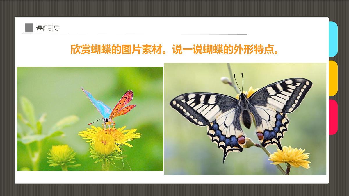 通用 学前教育 大班《童年趣事抓蝴蝶》课件第8页