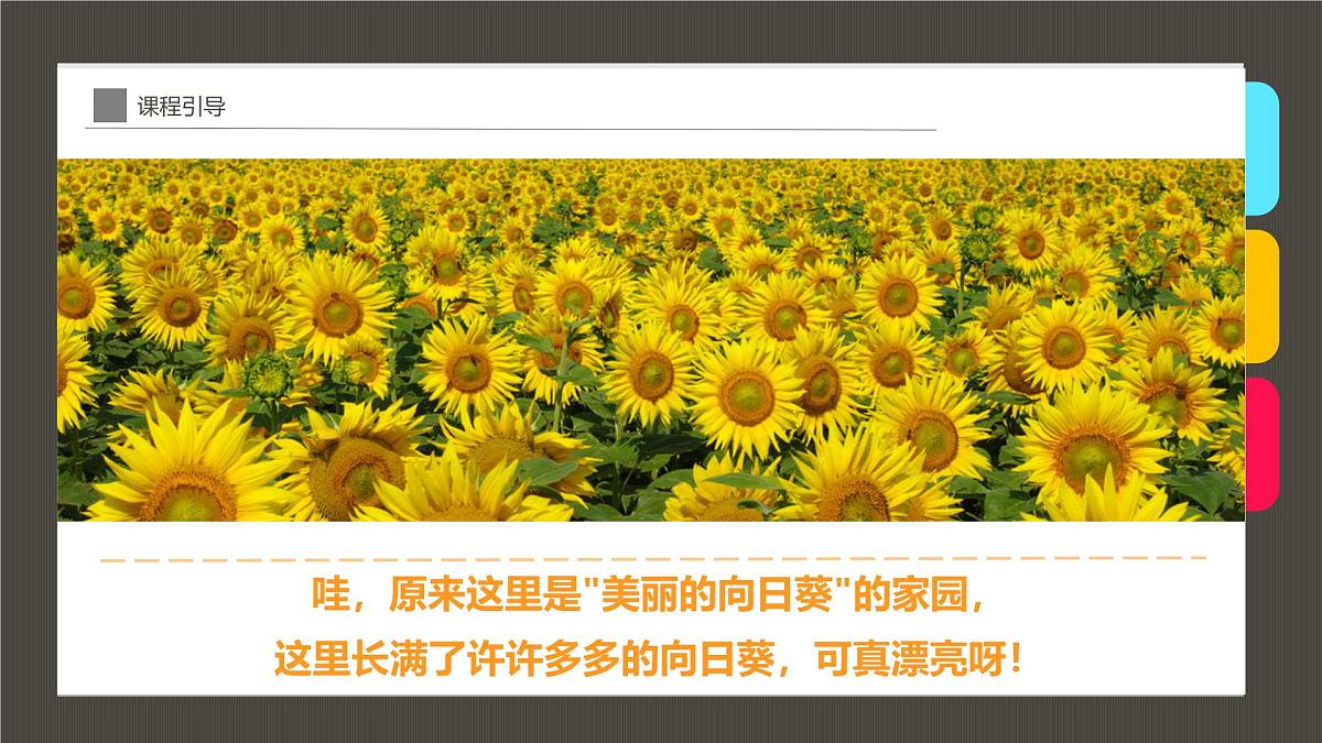 通用  学前教育  大班《点点点，点出朵朵向日葵》课件第5页
