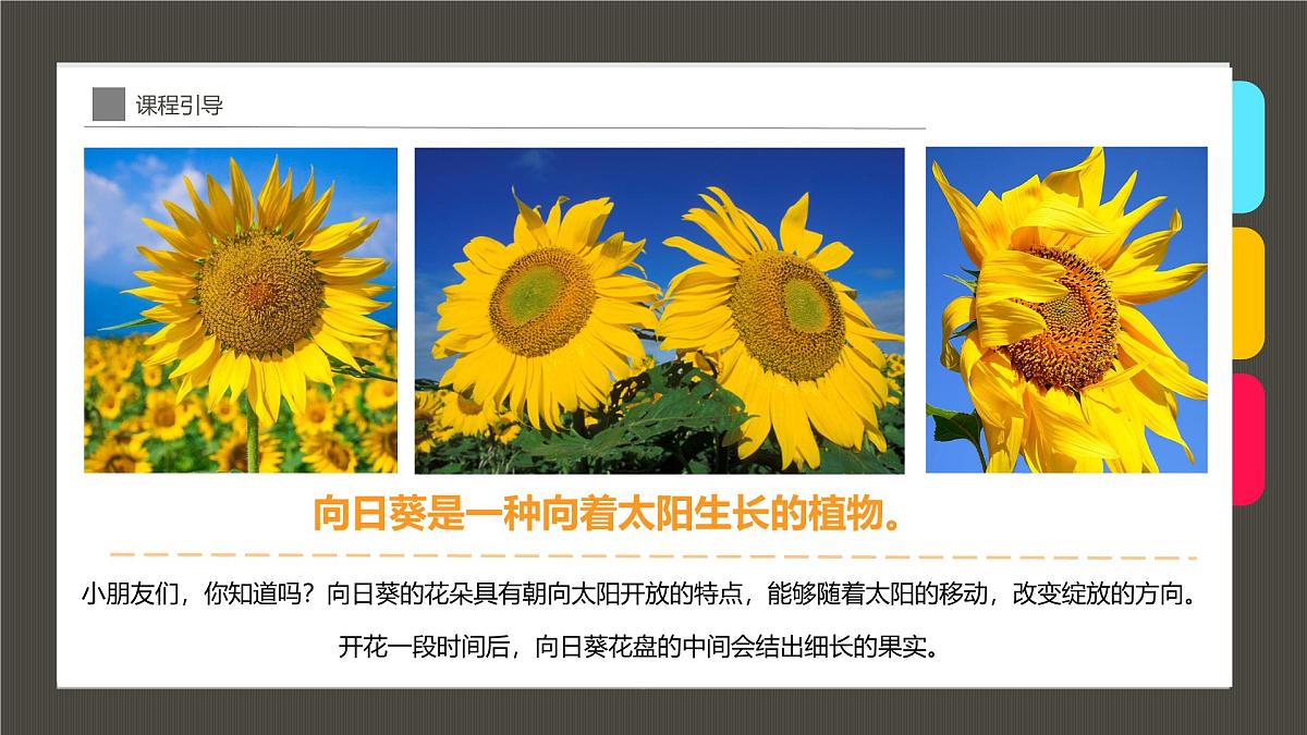 通用  学前教育  大班《点点点，点出朵朵向日葵》课件第7页