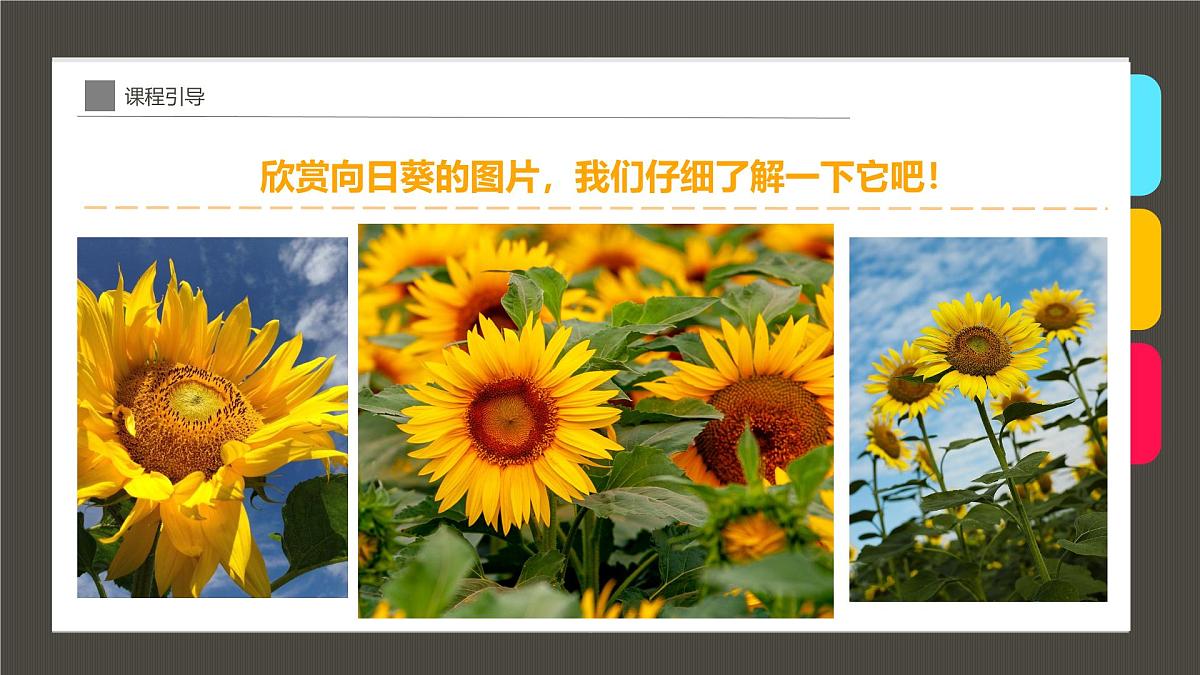 通用  学前教育  大班《点点点，点出朵朵向日葵》课件第8页
