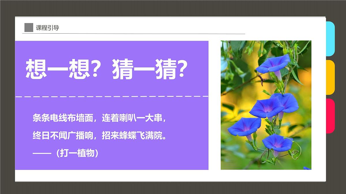 通用 学前教育 大班《染出朵朵牵牛花》课件第4页