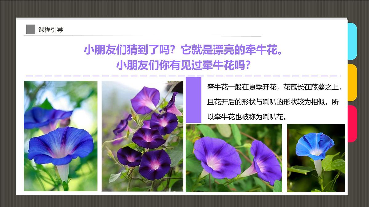 通用 学前教育 大班《染出朵朵牵牛花》课件第5页