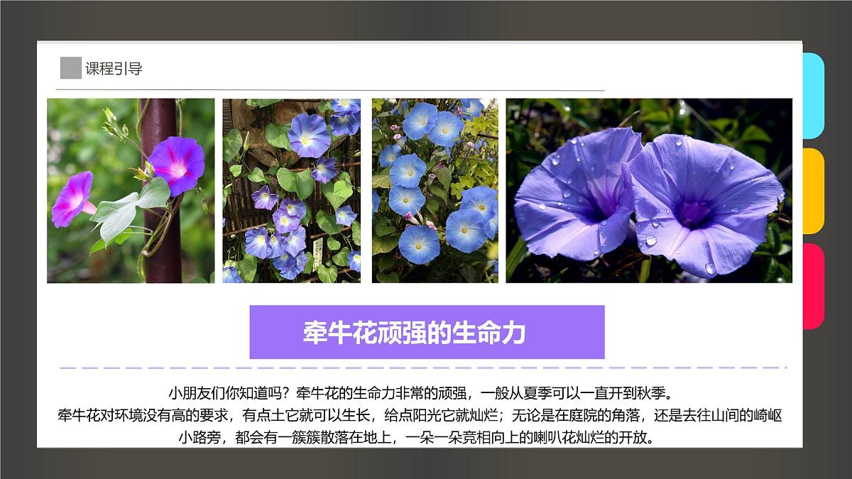 通用 学前教育 大班《染出朵朵牵牛花》课件第6页