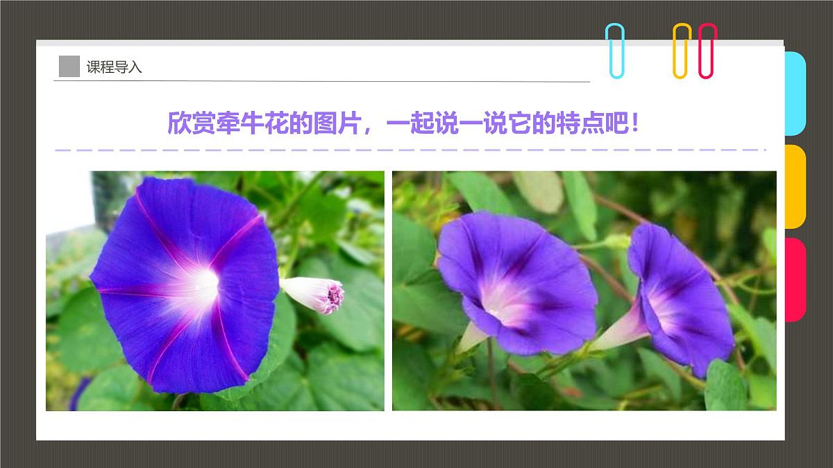 通用 学前教育 大班《染出朵朵牵牛花》课件第7页
