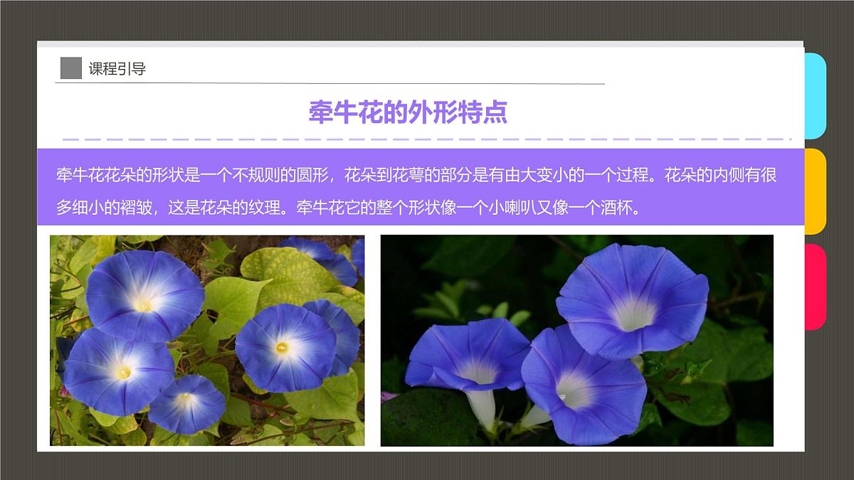 通用 学前教育 大班《染出朵朵牵牛花》课件第8页