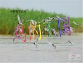 幼兒園中班科學課件：鳥的王國