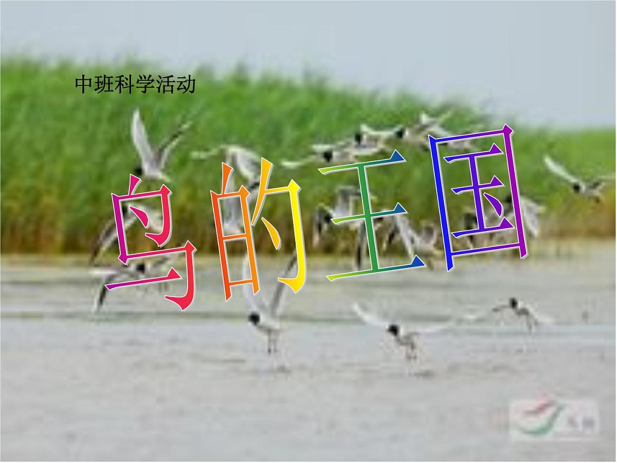 幼儿园中班科学课件：鸟的王国第1页