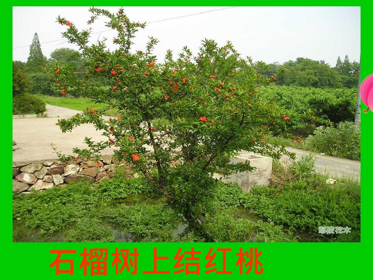 幼儿园中班语言课件：说颠倒（ppt）第3页