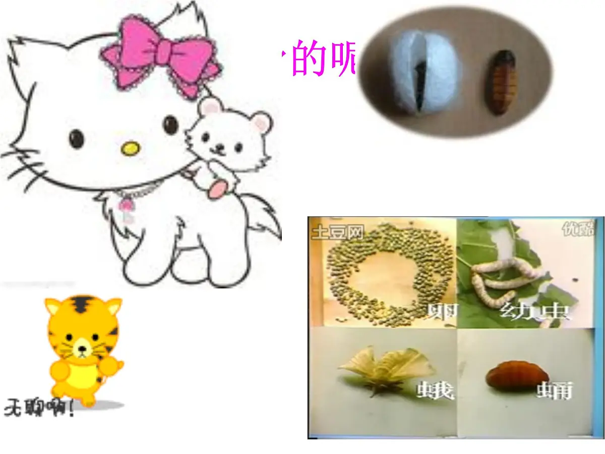 大班科学课件（ppt）：美丽的蝴蝶第4页