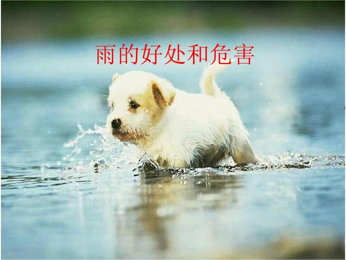 大班科学课件：雨的好处和危害（ppt）第1页