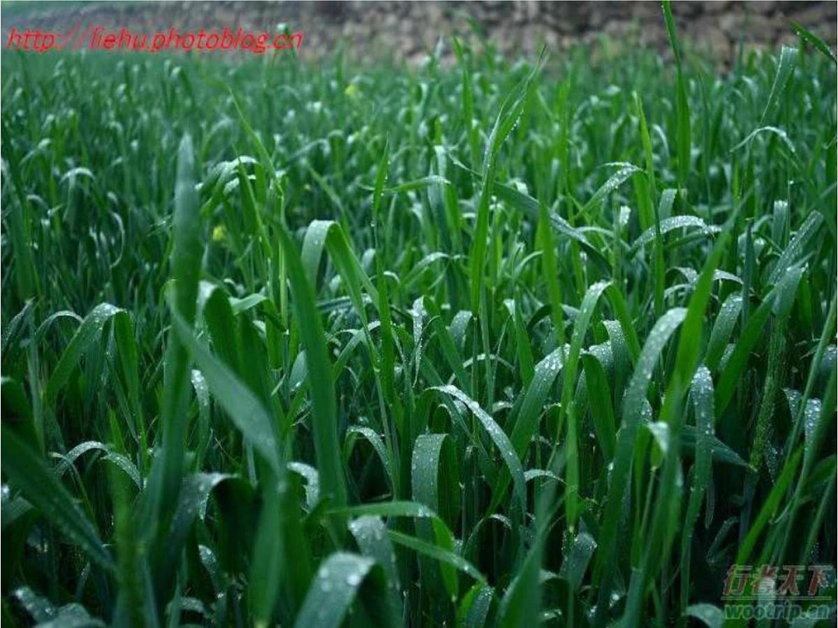 大班科学课件：雨的好处和危害（ppt）第5页