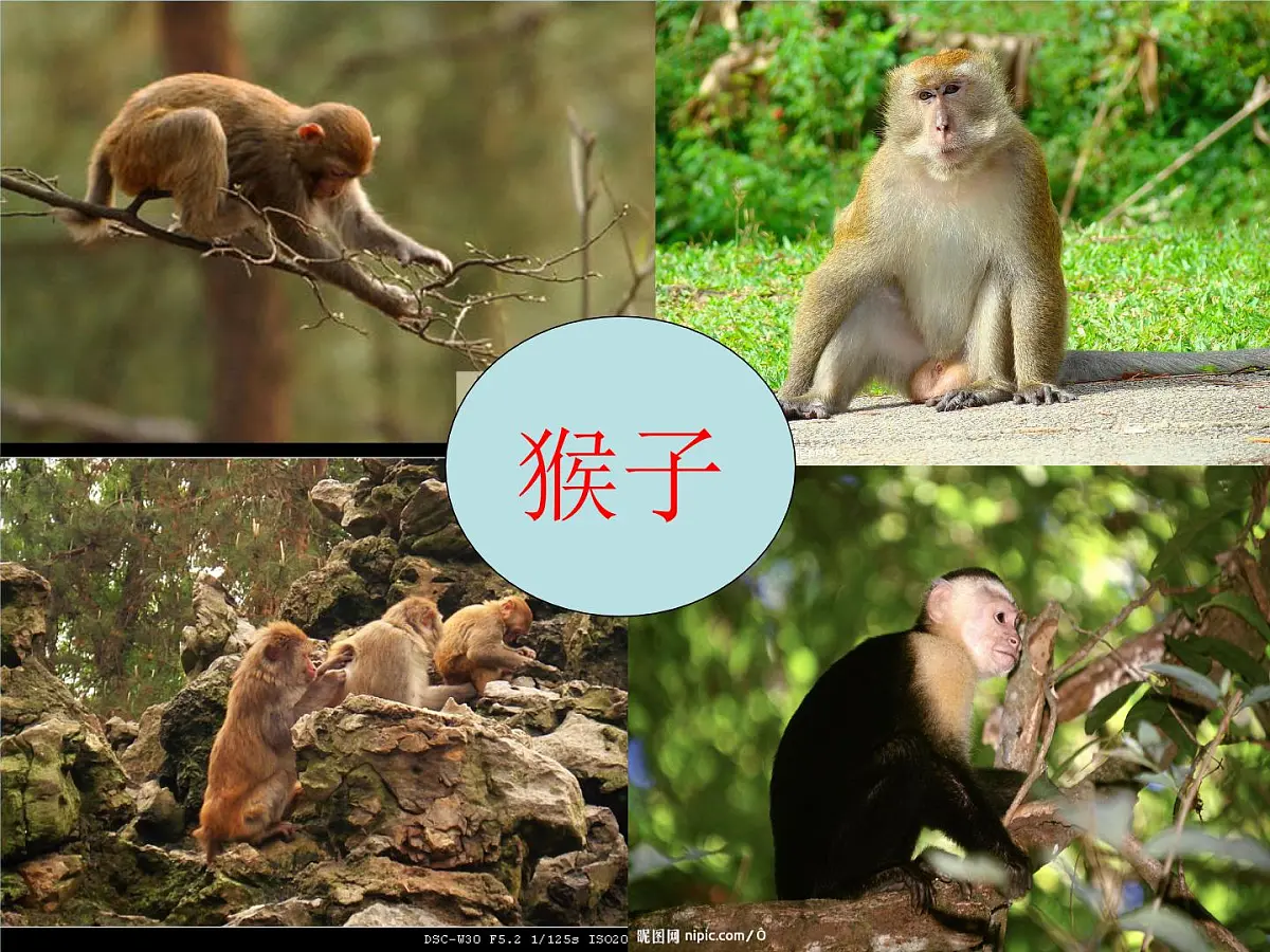 幼儿园中班语言故事课件：小猴卖圈“O”PPT第2页