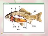 大班科學：魚寶寶的秘密課件