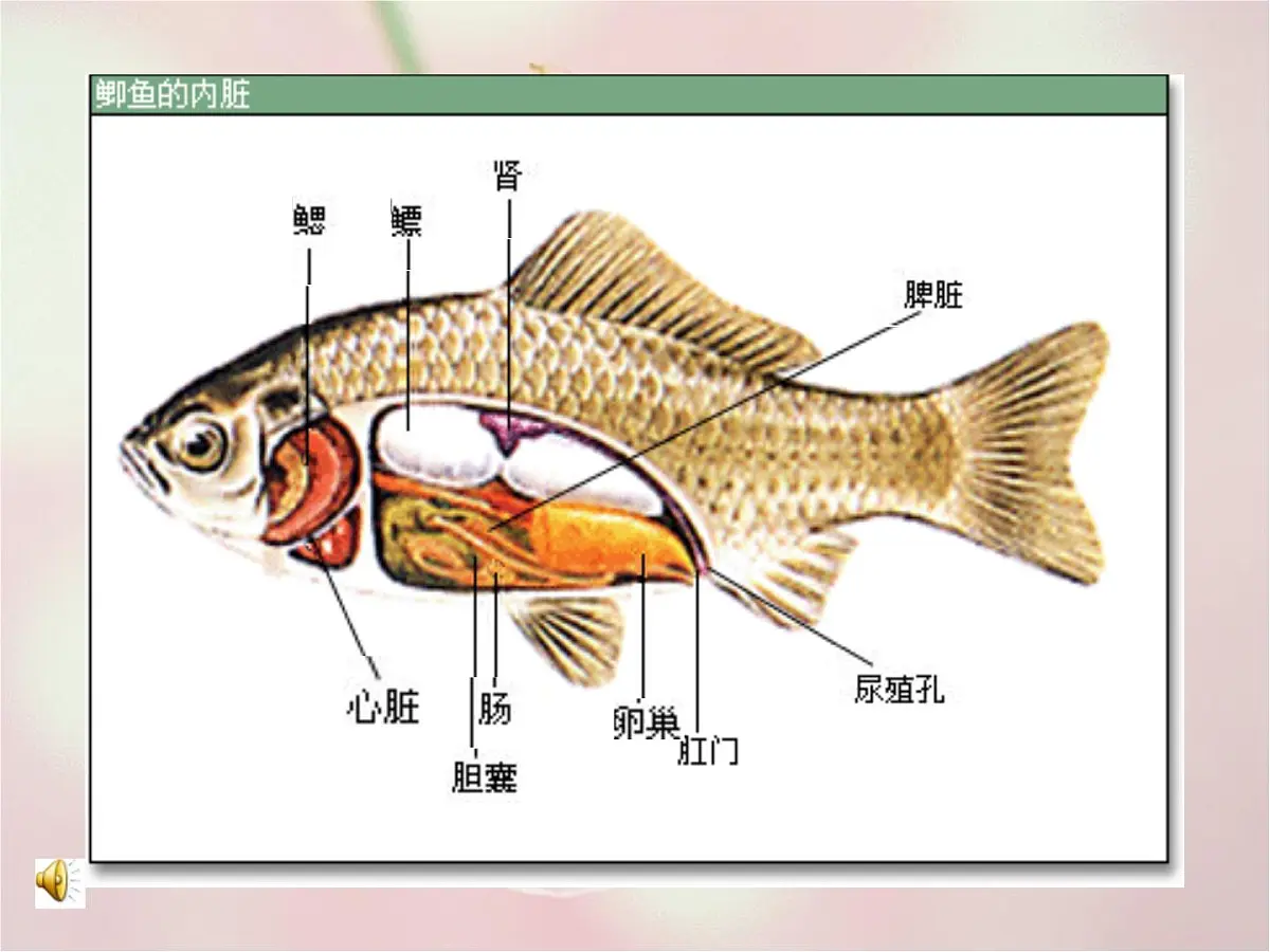 大班科学：鱼宝宝的秘密课件第2页