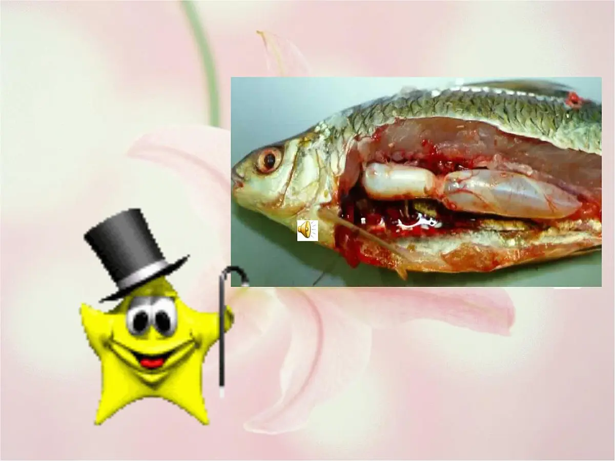 大班科学：鱼宝宝的秘密课件第3页