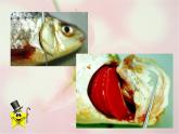 大班科學：魚寶寶的秘密課件